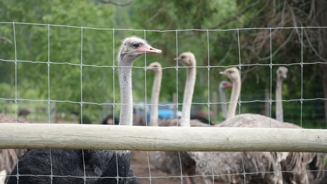 Ostriches that have been ordered killed by the Canadian Food Inspection Agency at Universal Ostrich on May 21, 2025. The union representing the agency's workers is raising the alarm over online death threats it says were made against its members.