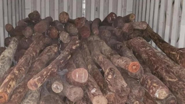 ED nabs man for smuggling red sanders worth ₹68 crore to Dubai