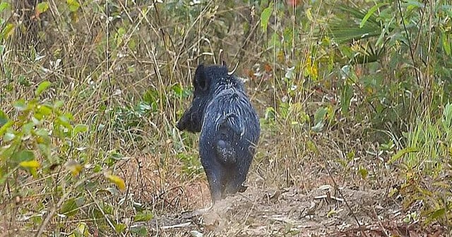 Bounty-hunting feral animals, including pigs, could be coming soon to NSW. Photo: Jono Searle/AAP PHOTOS