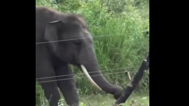 Internet users praised an elephant’s clever move as it safely disabled an electric fence.