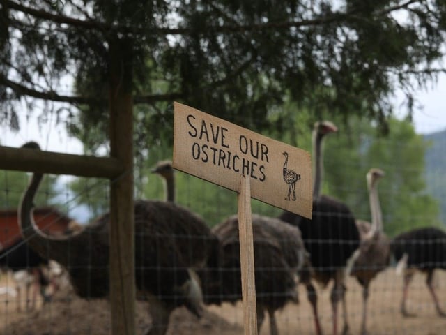 A sign calling for the protection of ostriches at the Universal Ostrich Farms is displayed in Edgewood, B.C., on Saturday, May 17, 2025.