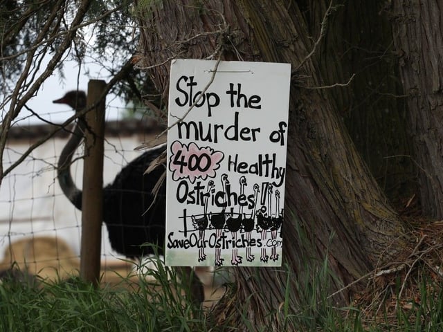  A sign calling for the protection of ostriches at the Universal Ostrich Farms is displayed at the farm in Edgewood, B.C., on Saturday, May 17, 2024.