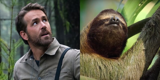 Ryan Reynolds and a Sloth