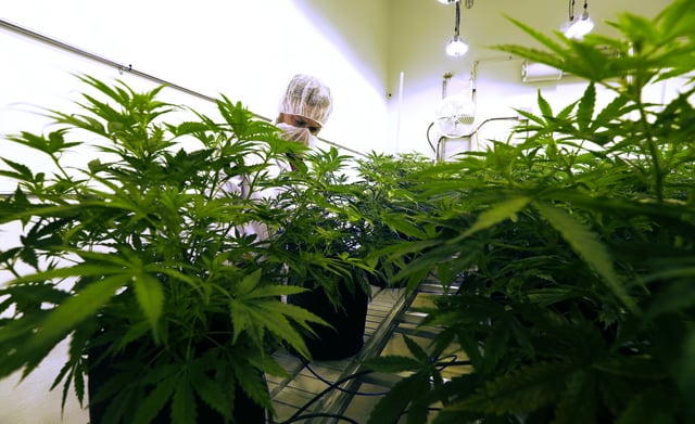 File photo: marijuana plants in a flowering room at Compassionate Cultivation, a licensed medical cannabis cultivator and dispensary, in Manchaca, Texas.