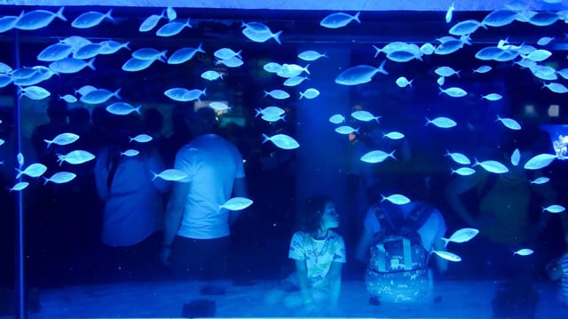 L'Aquàrium de Barcelona celebra su 30 aniversario con una gran transformación