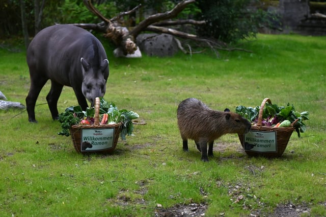 Tapir Yamari (l.) und Wasserschwein Ramon sind ab jetzt Mitbewohner. Gemeinsam beziehen sie ein neues Gehege bei Hagenbeck in Hamburg.