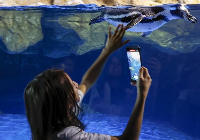L&#39;Aquàrium se renueva con nuevas experiencias inmersivas y la incorporación de especies