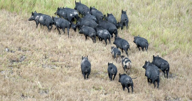Premier Chris Minns has said all options are on the table for dealing with pest animals, including a potential bounty. Picture from file