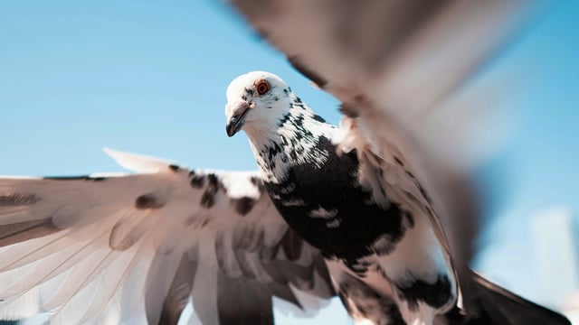 A photo of a flying pigeon.