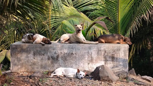 Agencies follow the Animal Birth Control (ABC) Rules, 2023, under the Prevention of Cruelty to Animals Act, 1960, which prohibit relocation of community dogs except temporarily for sterilisation and vaccination. (HT PHOTO)