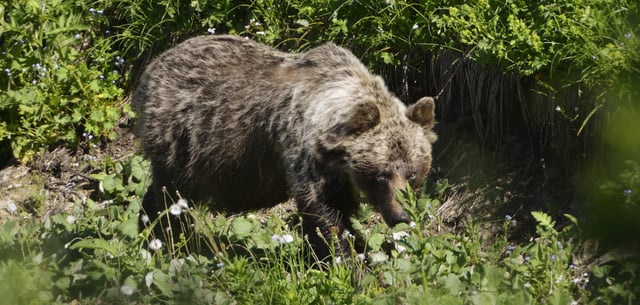 Braunbär-Fleisch könnte bald in slowakischen Restaurants serviert werden