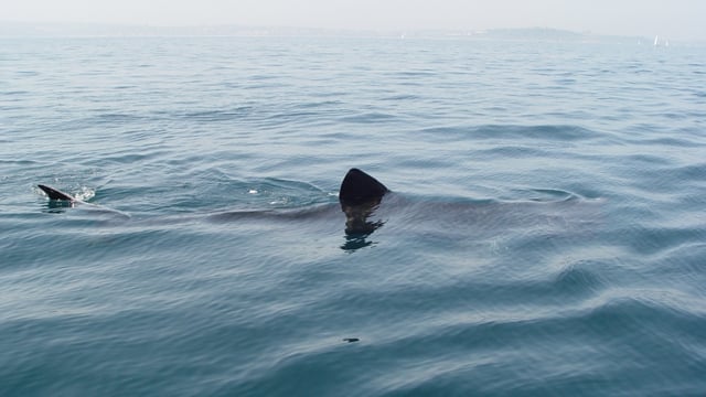 Shark Sighting