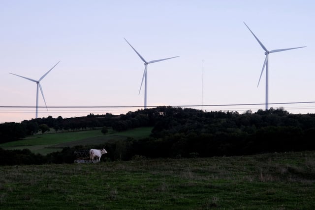 A view shows wind turbines in front of a cow at Paradela's City Council, in Galicia, Spain September 27, 2022. REUTERS/Nacho Doce/File Photo