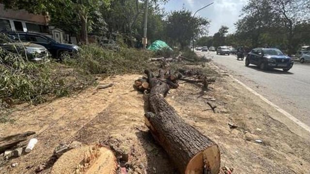 The bench considered the DDA proposal to undertake compensatory afforestation on a plot of 185 acres. (Representative file photo)