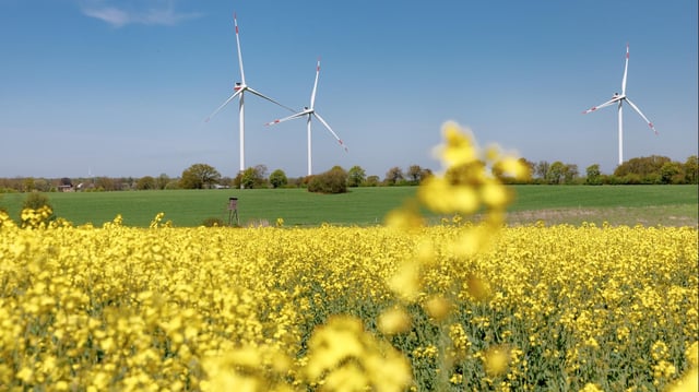 Raps blüht gelb, in der Ferne stehen einige Windräder.