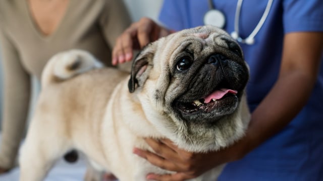 The FTSE 250 pet retailer and veterinary group reported a 14 per cent rise in annual pre-tax profits