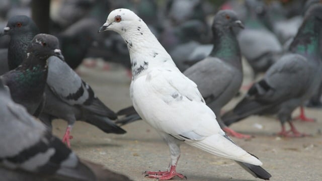 Indian-origin woman fined for feeding pigeons in Singapore