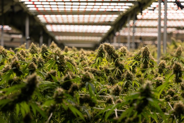 Buds of marijuana are growing in a greenhouse in this undated file photo.