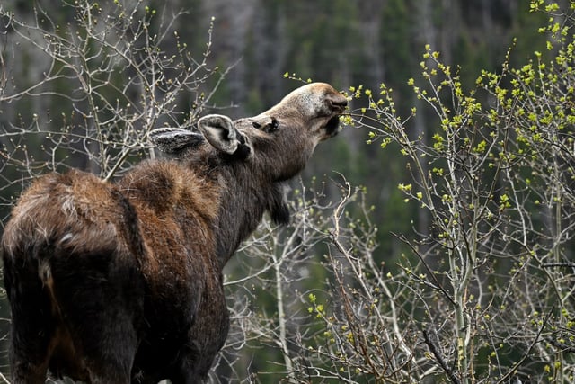 A young moose eats buds off of small Aspen trees along Old Fall River Road in Rocky Mountain National Park near Estes Park, Colorado on May 20, 2024.   (Photo by Helen H. Richardson/The Denver Post)
