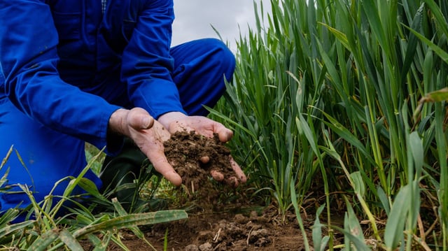 An unrecognisable farmer crouching down in an agricultural wheat field at his sustainable farm in Embleton, North East England. He has soil in his hands and is assessing the quality of the soil that the wheat crop is growing out of. The wheat is first wheat, it will be used for low quality flour in baking and will be harvested in early September.