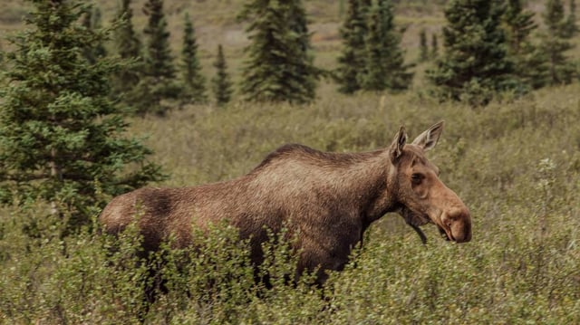 An angry mama moose (not the one pictured) chased a man down and stomped on his dogs in Colorado, officials said.
