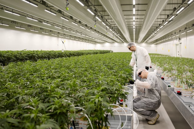 Employees inspect cannabis plants at cannabis grower Hollandse Hoogtes, where regulated cannabis cultivation takes place in a grow center, in Bemmel, Netherlands, on April 1, 2025.