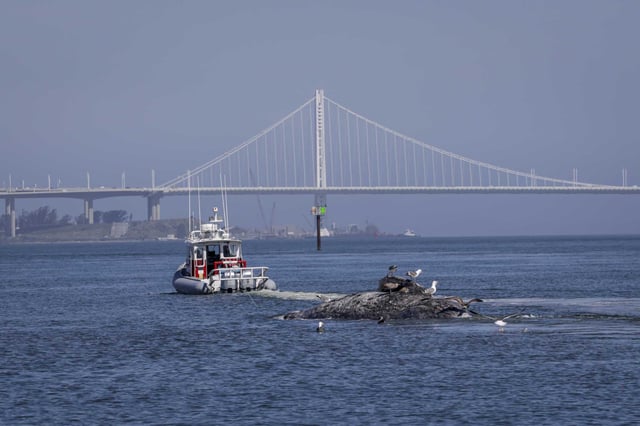 A boat tows a dead whale through San Francisco Bay toward Angel Island for a necropsy in April 2024. This year, dozens of whales have been swimming in the bay, and some have turned up dead.