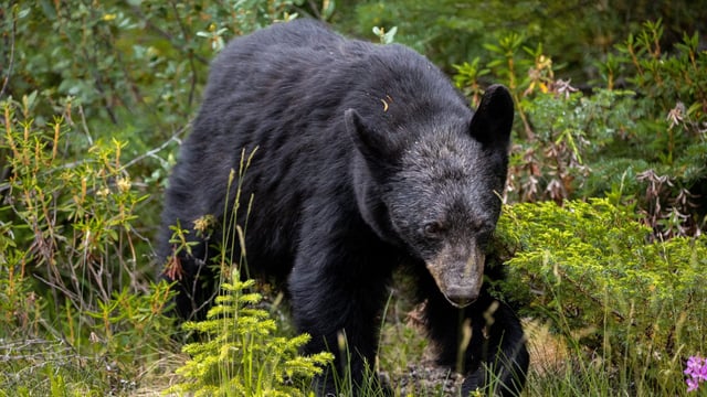 Black bear file photo. Aaron Brewer/Pexels