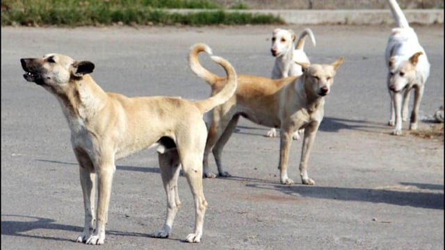 Presently, agencies follow the Animal Birth Control Rules, 2023, under the Prevention of Cruelty to Animals Act, 1960, which prohibit relocation of community dogs, except for sterilisation and vaccination. (FILE)