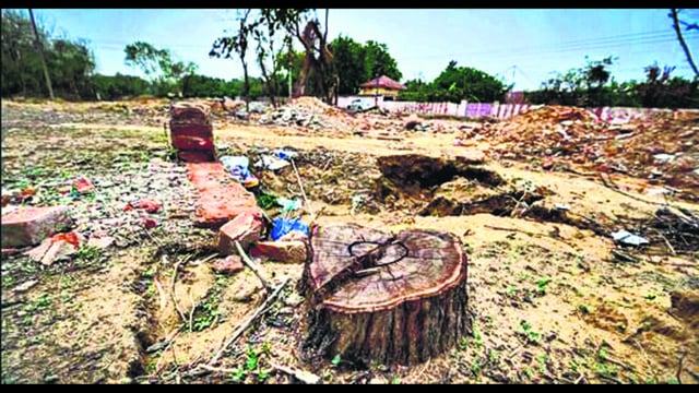 Remnants of trees on Chhattarpur Satbari-Gaushala road. (HT ARCHIVE)