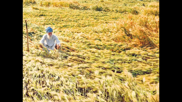 Bulk traders can now stock 3,000 tonne of wheat at a time, while retailers can hold up to 10 tonne of the grain, a government notification said. (HT PHOTO)