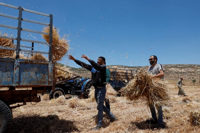 Palestinian men collect wheat, after an Israeli settlers attack in Al Mughayyir near Ramallah, in the Israeli-occupied West Bank, May 28, 2025. REUTERS/Mohammed Torokman/File Photo