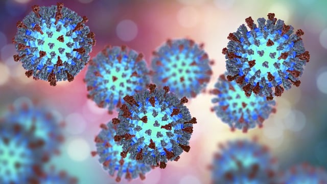 This is a 3D illustration showing the structure of measles virus with surface glycoprotein spikes heamagglutinin-neuraminidase and fusion protein.
