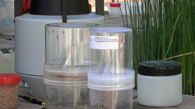 La Agència de Salut Pública aumenta la vigilancia para evitar la transmisión de enfermedades como el dengue, el Zika y el chikungunya