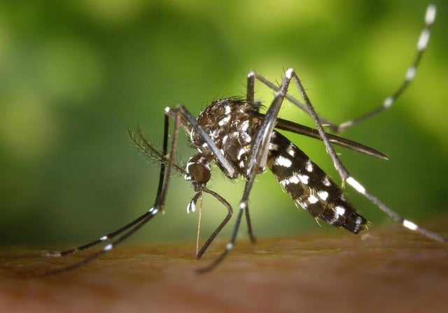 Un mosquito que puede portar la enfermedad, en imagen de archivo