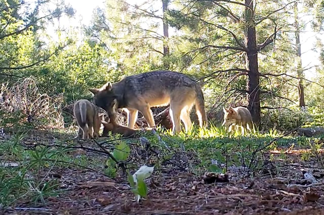 This June 18, 2019, file photo from remote camera video provided by the California Department of Fish and Wildlife shows an adult wolf and three pups in Lassen County in Northern California.