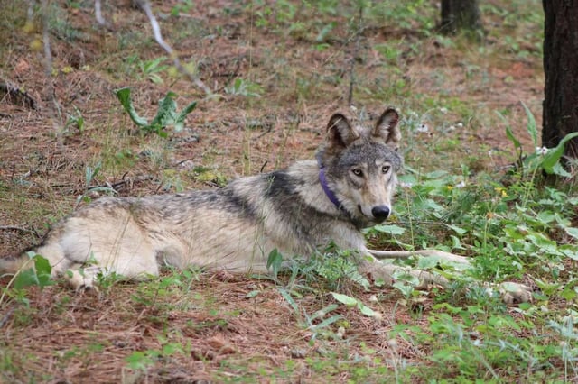 FILE – In this Feb. 2021, file photo released by California Department of Fish and Wildlife shows a protected gray wolf (OR-93), seen near Yosemite, Calif., shared by the state’s Department of Fish and Wildlife. The Biden on Thursday finalized rules for protecting imperiled species that reverse changes under former President Donald Trump that weakened the Endangered Species Act. (California Department of Fish and Wildlife via AP, File)