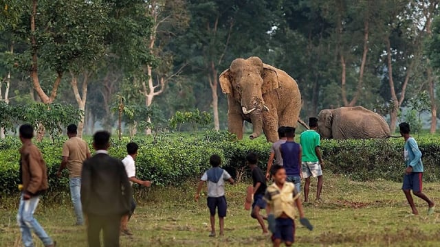Kerala to seek Centre's approval to kill wild animals posing a threat to humans