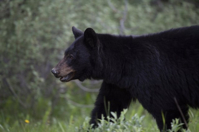 A black bear is seen near Lake Louise, Alta., June, 2020.