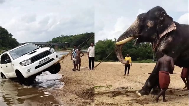 An elephant rescues a part-submerged Fortuner from a river. | Credit: Said Alavikoya / Instagram