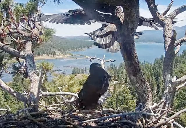 Big Bear eagle Sunny goes airborne while perched on a branch protruding from the nest, known as the ‘front porch,’ on Thursday, May 29, 2025. (Screenshot courtesy of Friends of Big Bear Valley)
