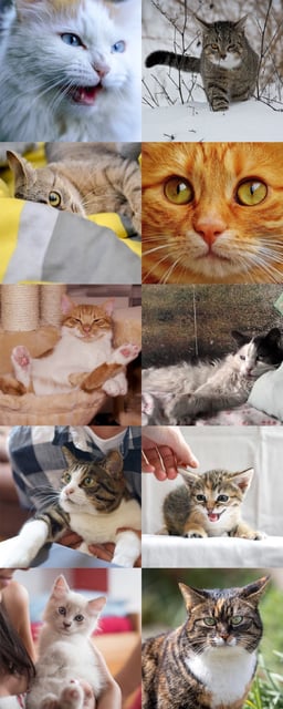 Lauren Scott & Brittany Florkiewicz show that cat facial signals correspond to different social functions, which have likely been influenced by domestication. Image credit: Sci.News / Makieni777 / Rise-a-mui / Alexas_Fotos / Dorothe / Vaclav Zavada / Artem Makarov / Daga Roszkowska / Birgit / Pasi Mammela.