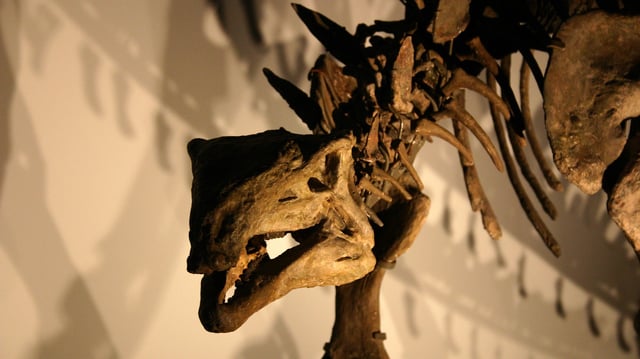 dinosaur skeleton