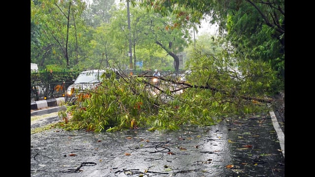 Ghorpade said the trees involved in the recent two accidents were of foreign species. (REPRESENTATIVE PHOTO)