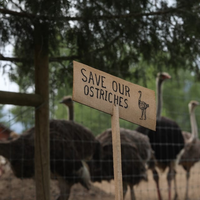A sign calling for the protection of ostriches at the Universal Ostrich Farms is displayed in Edgewood, B.C., on Saturday, May 17, 2025. Hundreds of supporters flocked to the farm over the Victoria Day long weekend to protest the Canadian Food Inspection Agency’s order to cull about 400 ostriches. THE CANADIAN PRESS/Aaron Hemens