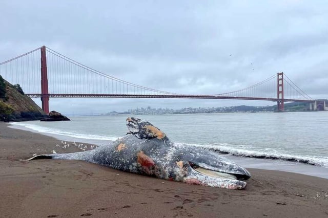 The carcass of a subadult male gray whale at Kirby Cove, Marin Headlands, in San Francisco.