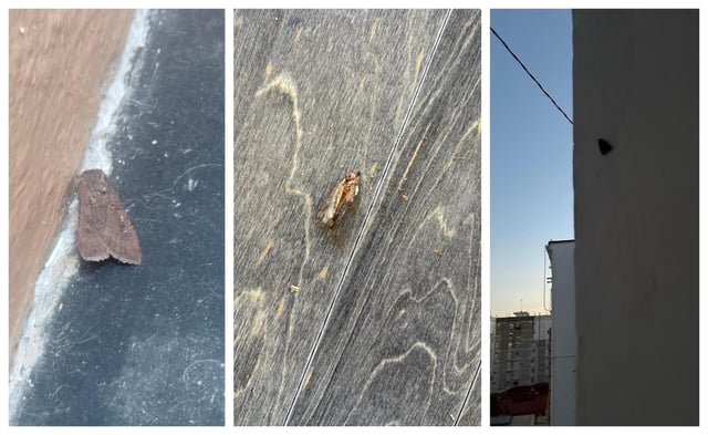 Las polillas han proliferado en València con el aumento de las temperaturas