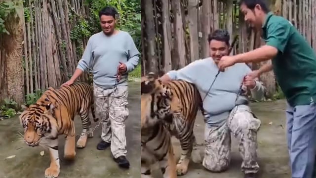 The incident reportedly took place at an animal park in Thailand.
