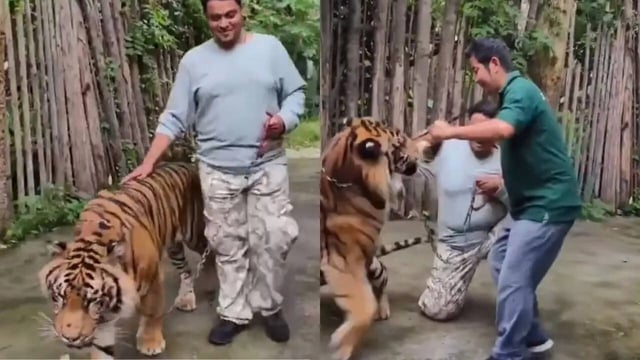 Indian Man Gets Brutally Attacked By Tiger In Thailand
