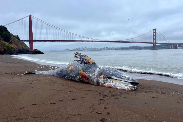 A gray whale lies on the shore of Kirby Cove in the Marin Headlands, on May 28, 2025. 
